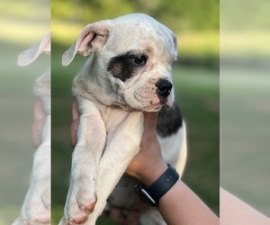 Olde English Bulldogge Puppy for sale in NORTHUMBERLAND, PA, USA