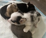 Small #5 Pembroke Welsh Corgi