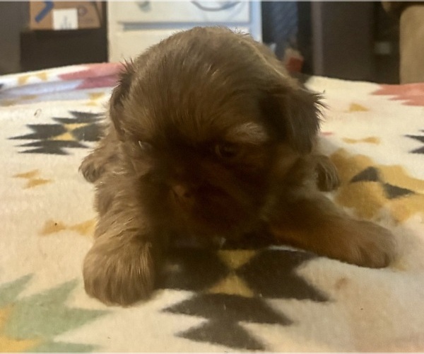 Medium Photo #4 Shih Tzu Puppy For Sale in DUFF, TN, USA