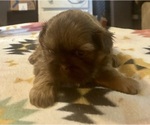 Small #3 Shih Tzu