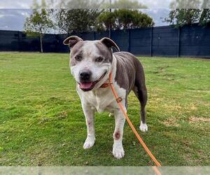 Medium American Pit Bull Terrier