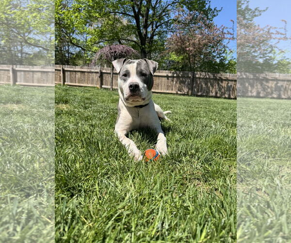 Medium Photo #8 Mutt Puppy For Sale in Doylestown, PA, USA