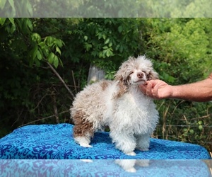 Poodle (Miniature) Puppy for sale in DYERSBURG, TN, USA