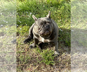 French Bulldog Dog for Adoption in LOXAHATCHEE, Florida USA
