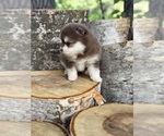 Small #13 Pomsky