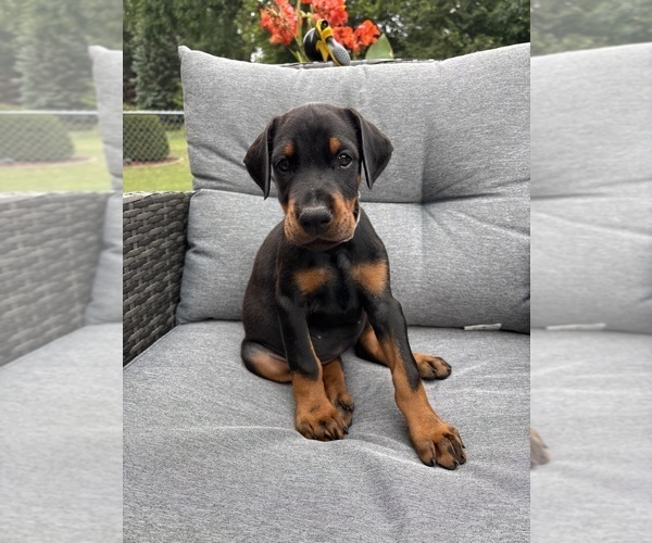 Medium Photo #1 Doberman Pinscher Puppy For Sale in MACOMB TOWNSHIP, MI, USA