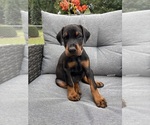 Puppy Grey Collar Doberman Pinscher