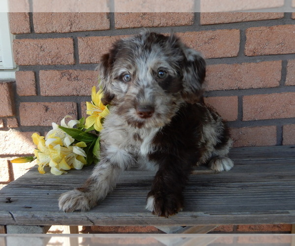 Medium Photo #4 Labradoodle Puppy For Sale in MILLERSBURG, OH, USA