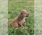 Small #2 Dachshund