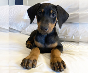 Doberman Pinscher Dogs for adoption in SHALIMAR, FL, USA
