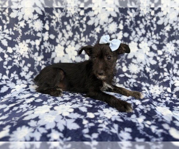 Medium Photo #7 Schnauzer (Miniature) Puppy For Sale in LAKELAND, FL, USA