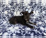 Small #6 Schnauzer (Miniature)