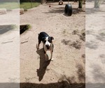 Small #8 Bernese Mountain Dog Mix
