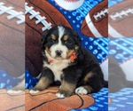 Small Photo #2 Bernese Mountain Dog Puppy For Sale in DELTA, PA, USA