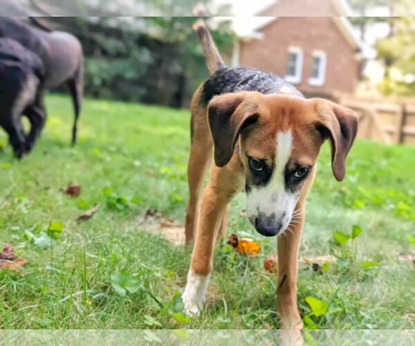 Medium Photo #17 Beagle-Unknown Mix Puppy For Sale in Fultonham, NY, USA