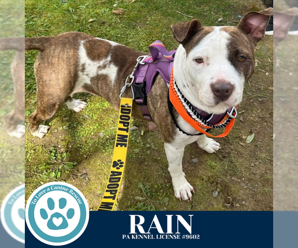 Medium Photo #3 American Pit Bull Terrier-Unknown Mix Puppy For Sale in Kimberton, PA, USA