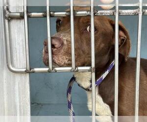 Dachshund-Unknown Mix Dogs for adoption in Ocala, FL, USA