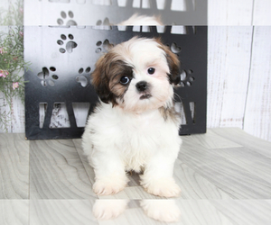 Shih Tzu Puppy for sale in MARIETTA, GA, USA