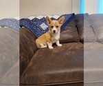 Small #5 Pembroke Welsh Corgi