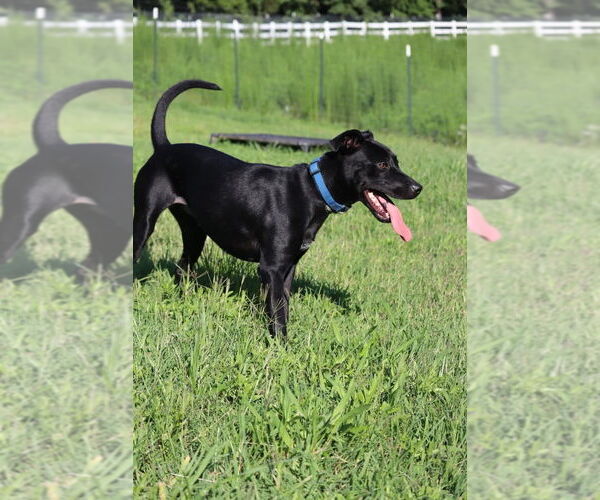 Medium Photo #4 Labrador Retriever-Unknown Mix Puppy For Sale in garner, NC, USA