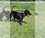 Small #3 Labrador Retriever Mix