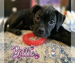 Small Photo #5 Boxer-Unknown Mix Puppy For Sale in Omaha, NE, USA