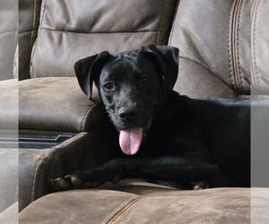 Jax - Male Siberian Husky-Unknown Mix Dog for Adoption - Photo #4