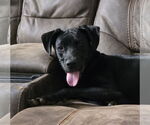 Small #3 Labrador Retriever Mix