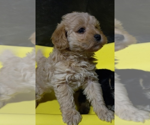 Medium Photo #3 Morkie Puppy For Sale in HINCKLEY, MN, USA