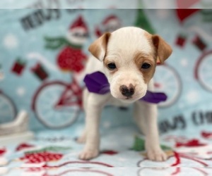 Jack Russell Terrier-Poodle (Standard) Mix Puppy for sale in LANCASTER, PA, USA