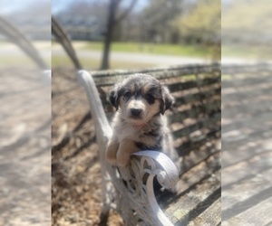 Australian Shepherd Puppy for sale in FARMVILLE, VA, USA