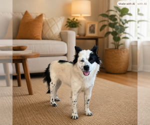 Colonial Cocker Spaniel Dogs for adoption in Menifee, CA, USA