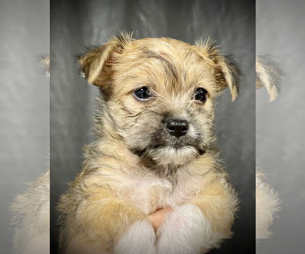 Medium Photo #1 Chihuahua-Unknown Mix Puppy For Sale in Milwaukie, OR, USA