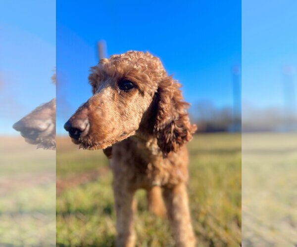 Medium Photo #2 Poodle (Standard) Puppy For Sale in Pacolet, SC, USA