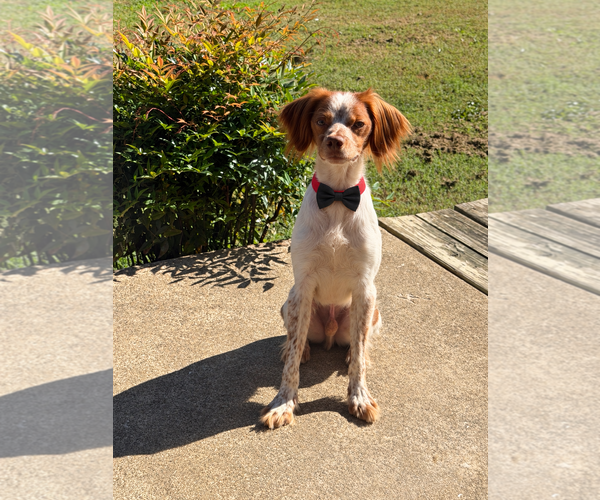 Medium Photo #2 - Mix Puppy For Sale in Curwensville, PA, USA