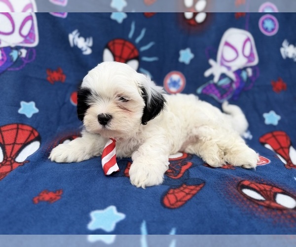 Medium Photo #4 Zuchon Puppy For Sale in LAKELAND, FL, USA