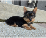 Small #3 Yorkshire Terrier
