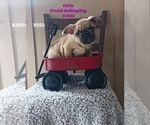 Small Photo #4 Frenchie Pug Puppy For Sale in TOPEKA, IN, USA
