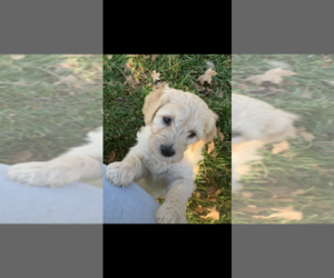 Goldendoodle Puppy for sale in HYRUM, UT, USA