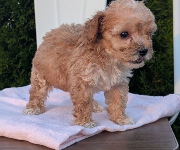 Medium Photo #52 Poodle (Miniature) Puppy For Sale in GOSHEN, IN, USA