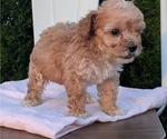 Small Photo #52 Poodle (Miniature) Puppy For Sale in GOSHEN, IN, USA