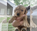 Small #1 Golden Retriever