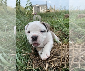 Olde English Bulldogge Puppy for sale in Cherry Valley, Ontario, Canada