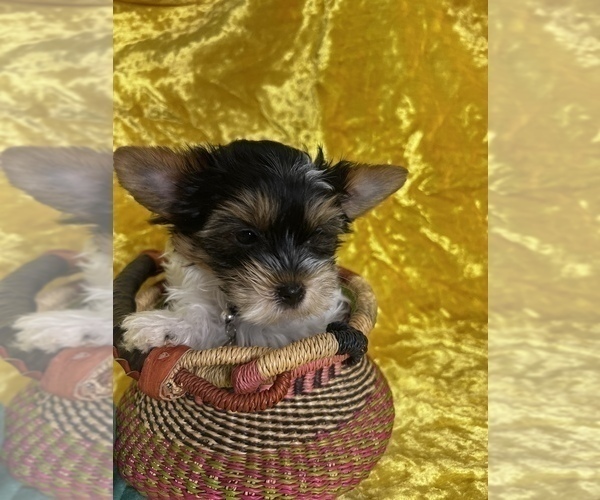 Medium Photo #6 Biewer Terrier Puppy For Sale in RNCHO CORDOVA, CA, USA