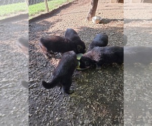 German Shepherd Dog Puppy for Sale in WATERBURY, Connecticut USA