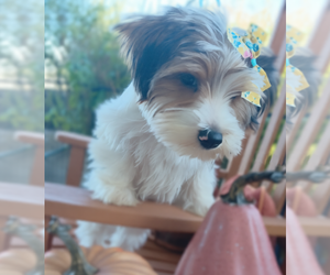 Biewer Yorkie Puppy for sale in GRANBURY, TX, USA