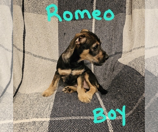 Medium Photo #17 Chizer Puppy For Sale in MONTEZUMA, GA, USA