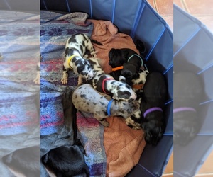 Great Dane Puppy for sale in PRYOR, OK, USA