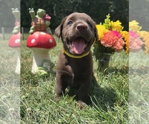 Labrador Retriever Puppy for Sale in NEOLA, West Virginia USA