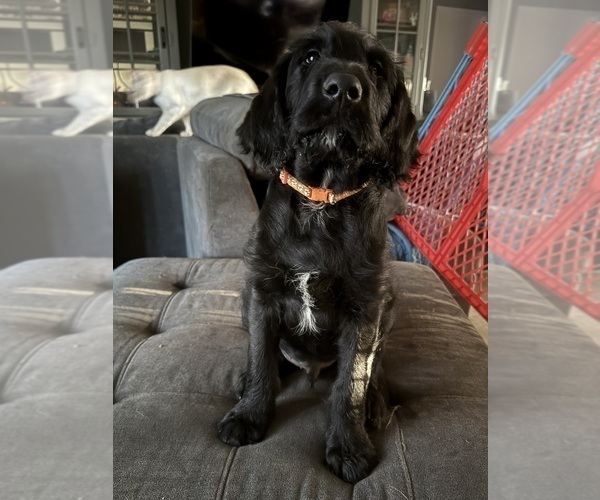 Medium Photo #2 Labradoodle Puppy For Sale in PRESCOTT VALLEY, AZ, USA